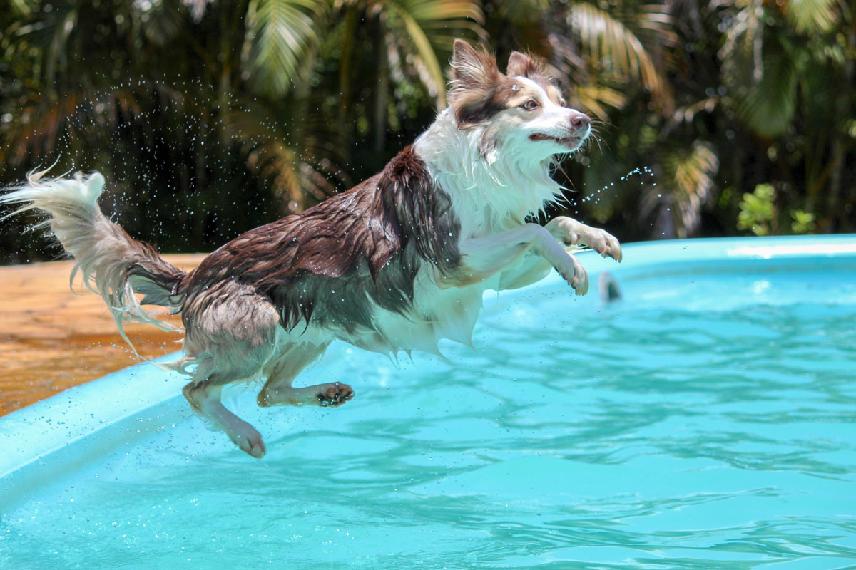 Container pools are deep enough for a dog to jump into